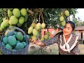 Pick Apple mango for my recipe / Fermented apple mango recipe / Cooking with Sreypov