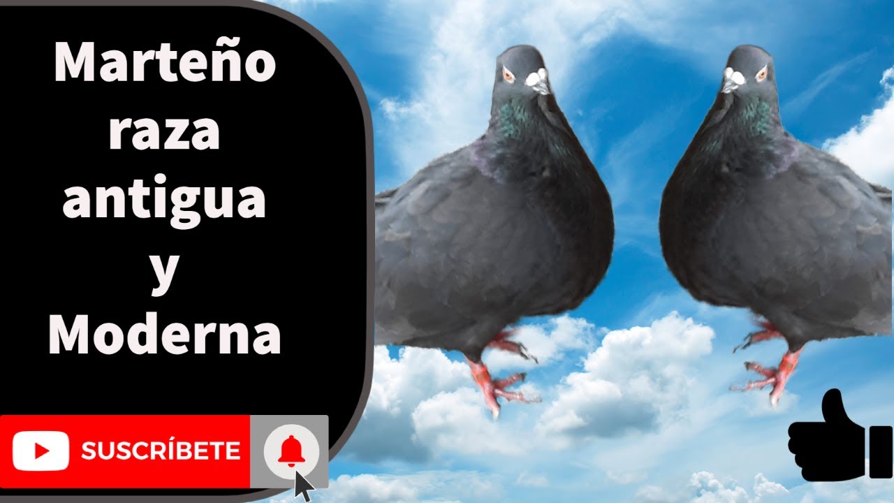 Marteño raza antigua y Moderna