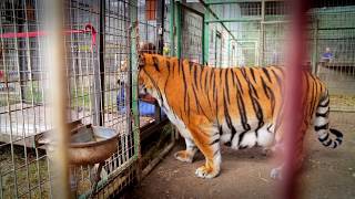 Removed: The story of captive tigers Java, Bali, and Titan