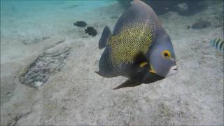 Snorkelen Bonaire