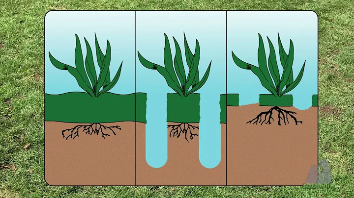 A Quick Look at Velvet Green's Aeration, Overseeding, and Compost Top-Dressing Process