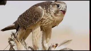صوت طائر ( الصقر ) | bird sound (hawk)