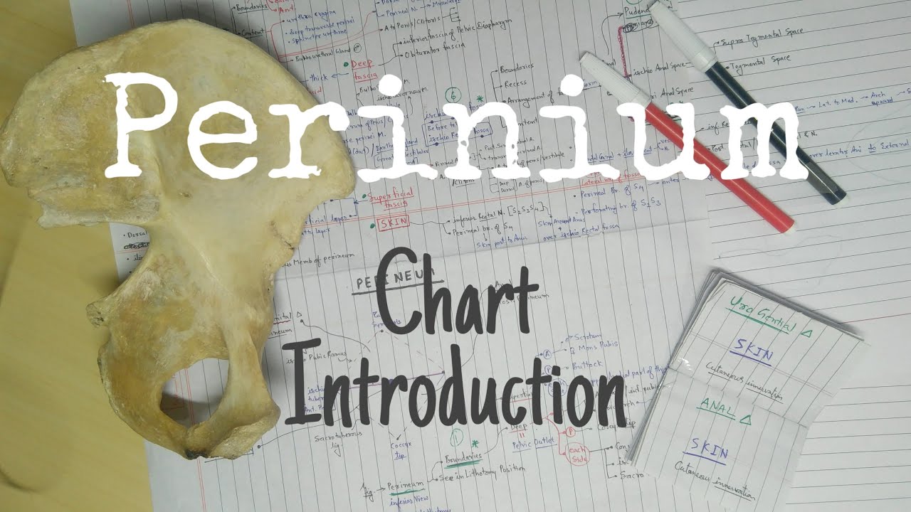 Perineum - 1, Introduction - YouTube