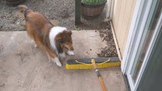 Cleaning the patio with a herding dog ‍♀
