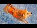 生まれて初めて泳ぎを体験する柴犬