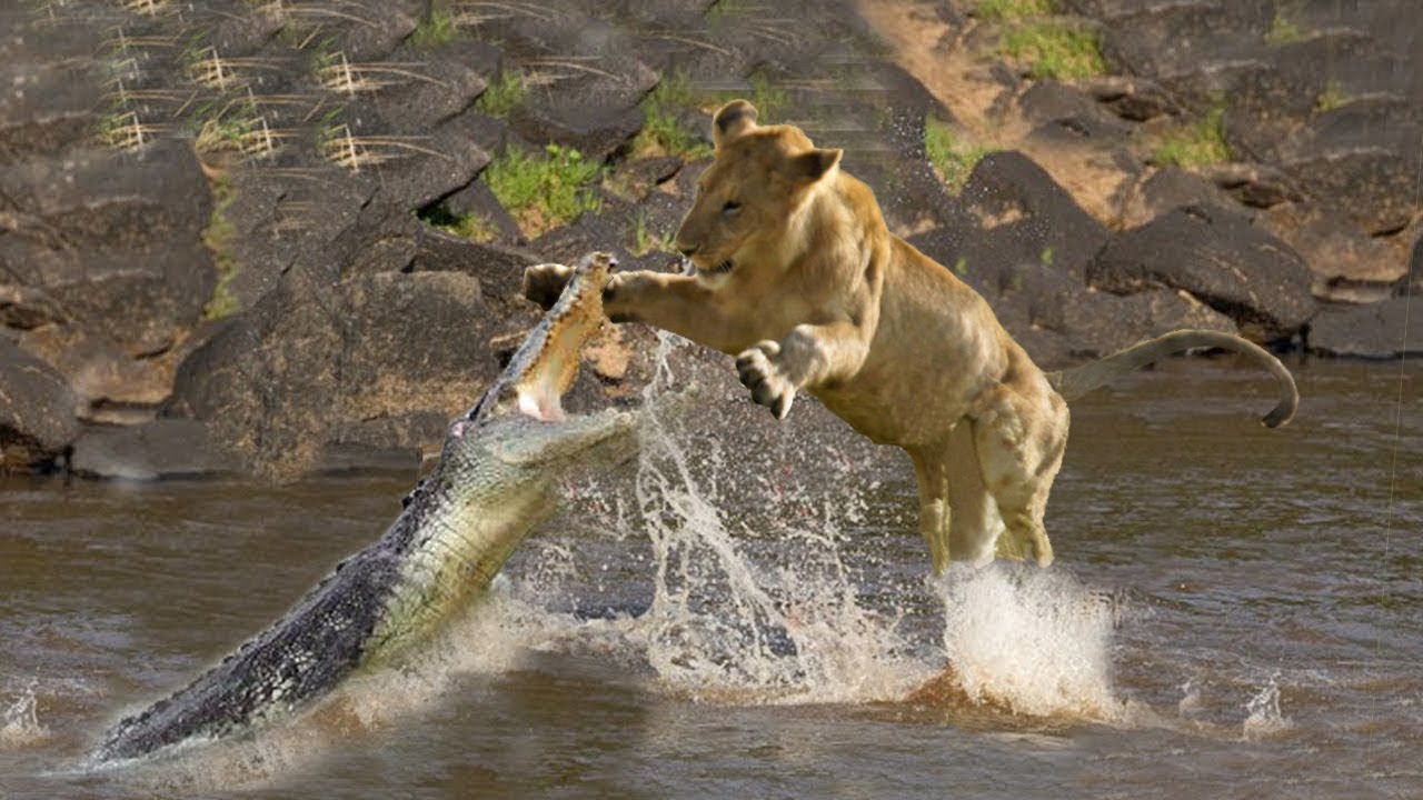 Fighting Moments of Lion vs Crocodile | Battle of jaws | Lions vs Crocodiles  - YouTube