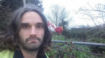 How to restore a neglected and untamed grapevine! Part 3. One year later....