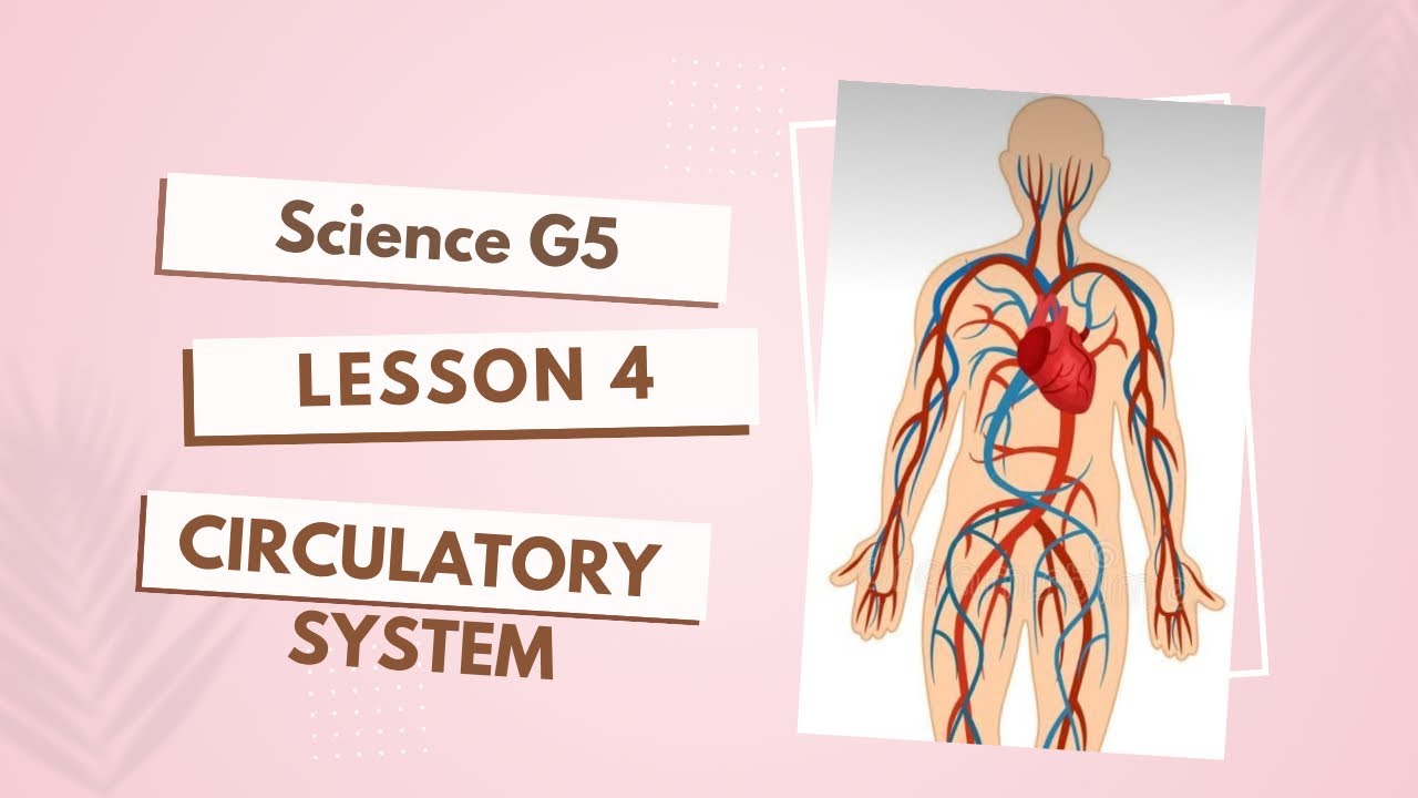 Science G5 | Concept 1 -lesson 4 -Circulatory system (2025) - YouTube