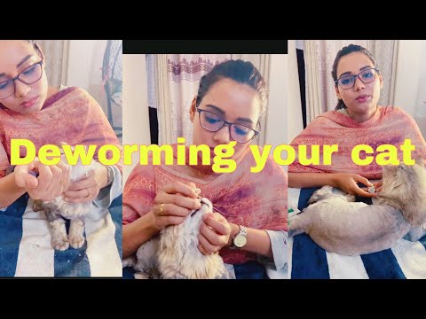 How to deworm your cat easily |spa |grooming #persiancat #pet #animal #cat