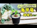 【塊根植物/コーデックス】亀甲竜がやってきた！