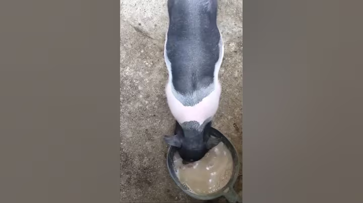Pigs are eating feed in farm/ animals eating foods show Episode 50
