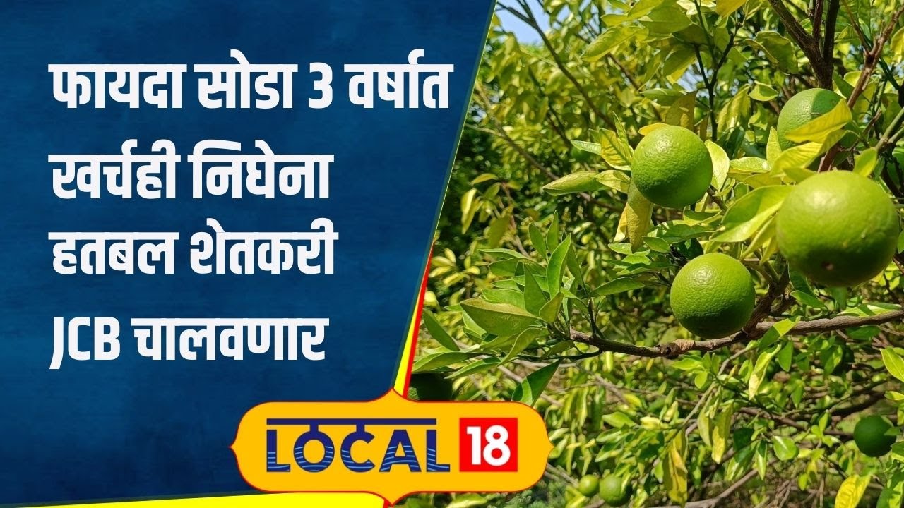 Mosambi: मोसंबी शेतीनं निघालं दिवाळं! शेतकरी संकटात, 3 वर्षांनी चालवणार JCB | #local18