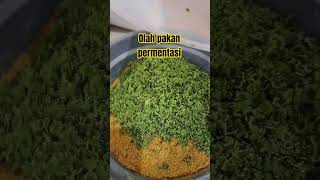 olah pakan ayam permentasi dan pakan alternatif