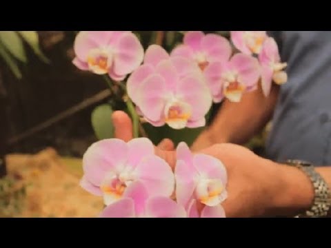 Videó: Növekedési zóna 8-as orchideái: melyek a hidegtűrő orchideák a kertben