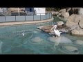 pelicanos en el oceanográfico de Valencia