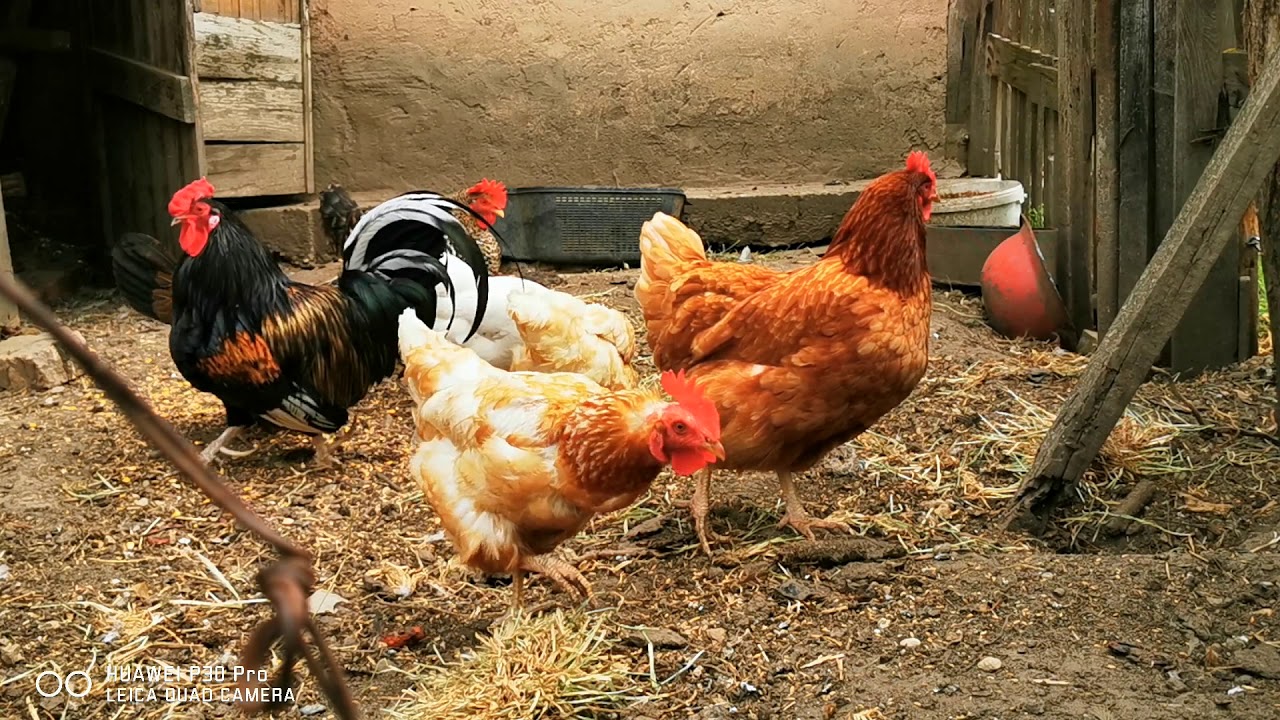 Life of hens - Tyúkok élete - YouTube