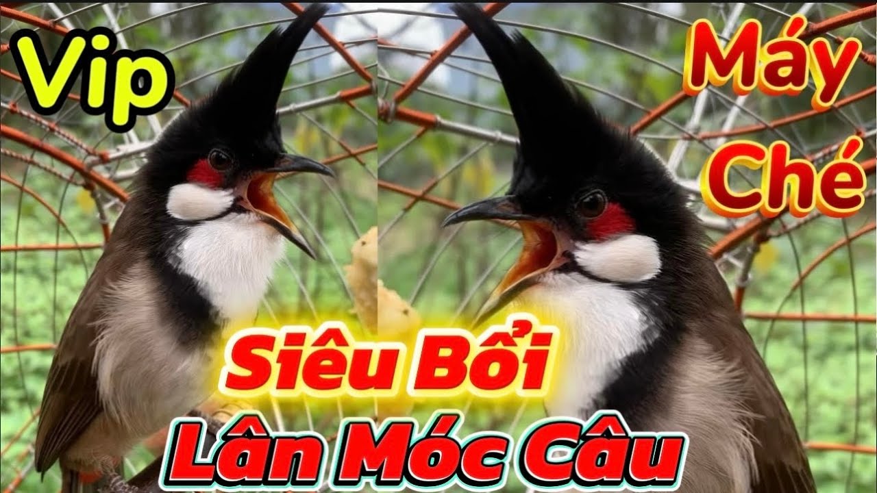 23/1 Siêu Phẩm Bổi Chúa Avi-Hàng Đầu Đàn Siêu Gấu Chó-Bộ To Dài Đòn Phách Chơi Siêu Xoè Ôm Cóng Vip