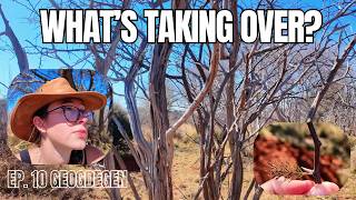 SICKLE BUSH: The Plant Reshaping South African Farms