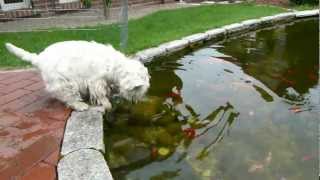 Koi lockt Westie in den Teich