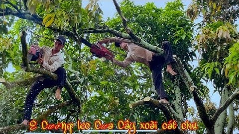 E cường cưa những cây xoài cát chu lâu năm trong vườn Sầu Riêng con có nhiều độ khó