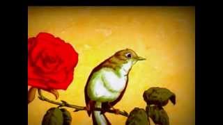 Vignette de la vidéo "Ümmi Sinan Hz. İlahileri 1 / Bir Kuş İdim / Güfte ve Beste : M.Talip Kargı"
