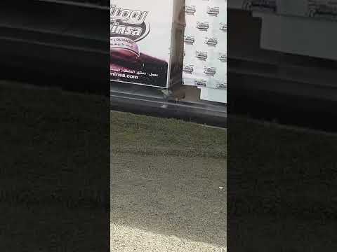 A bird got stuck in an ice cream shop