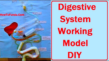 digestive system working model making | DIY |  inspire award science project | howtofunda