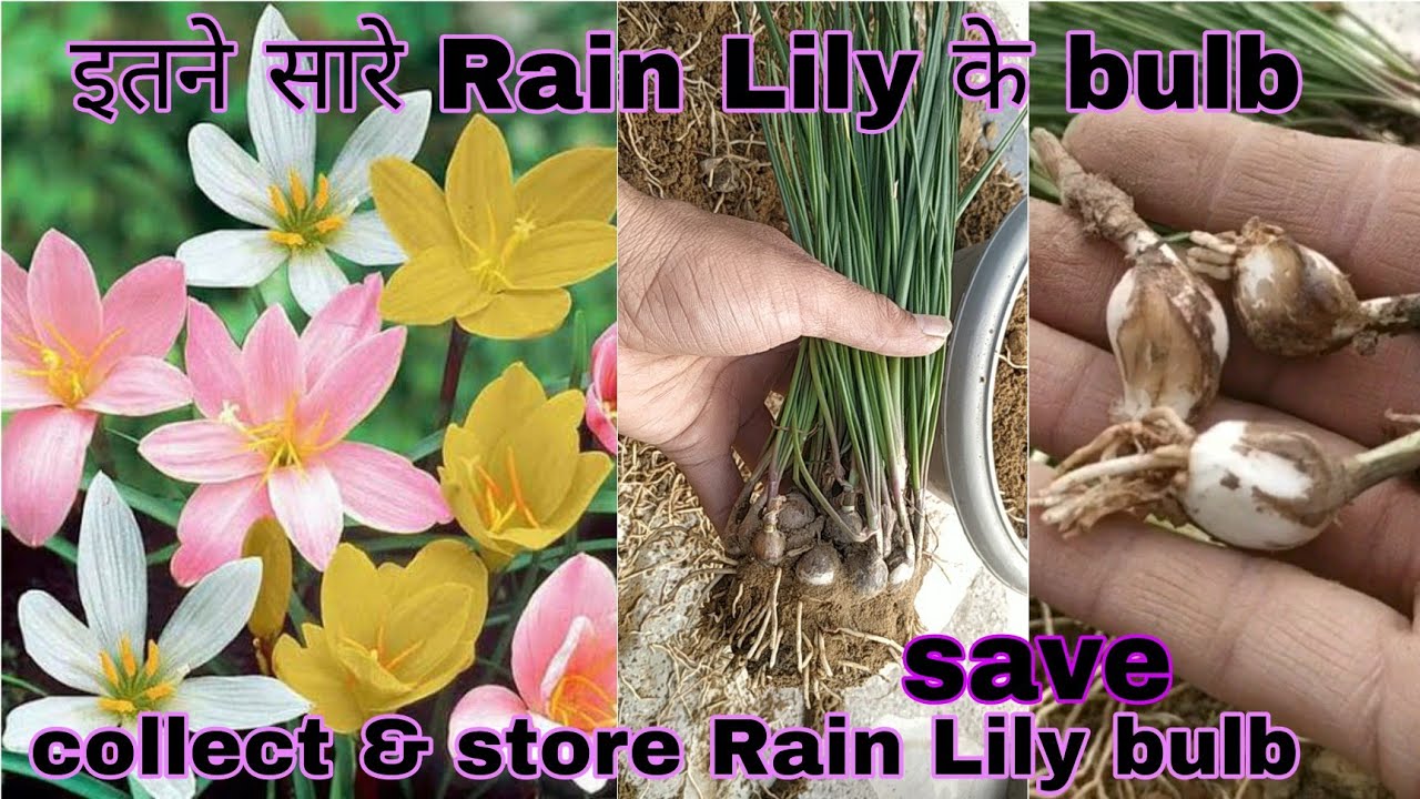 How To Collect And Store Rain Lily Bulb|Save Rain Lily Bulb|इतने सारे रैन लिली के बल्ब|Aquarius Lily