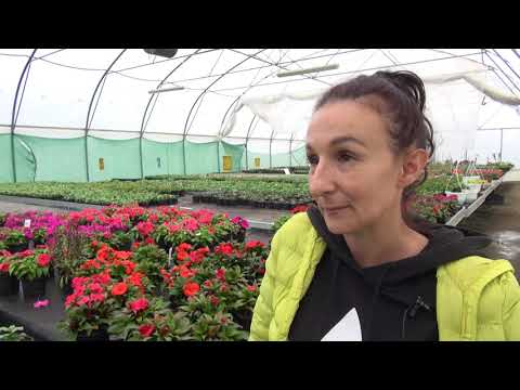 Video: Ljetni Savjeti Za Njegu Cvijeća Za Početnike