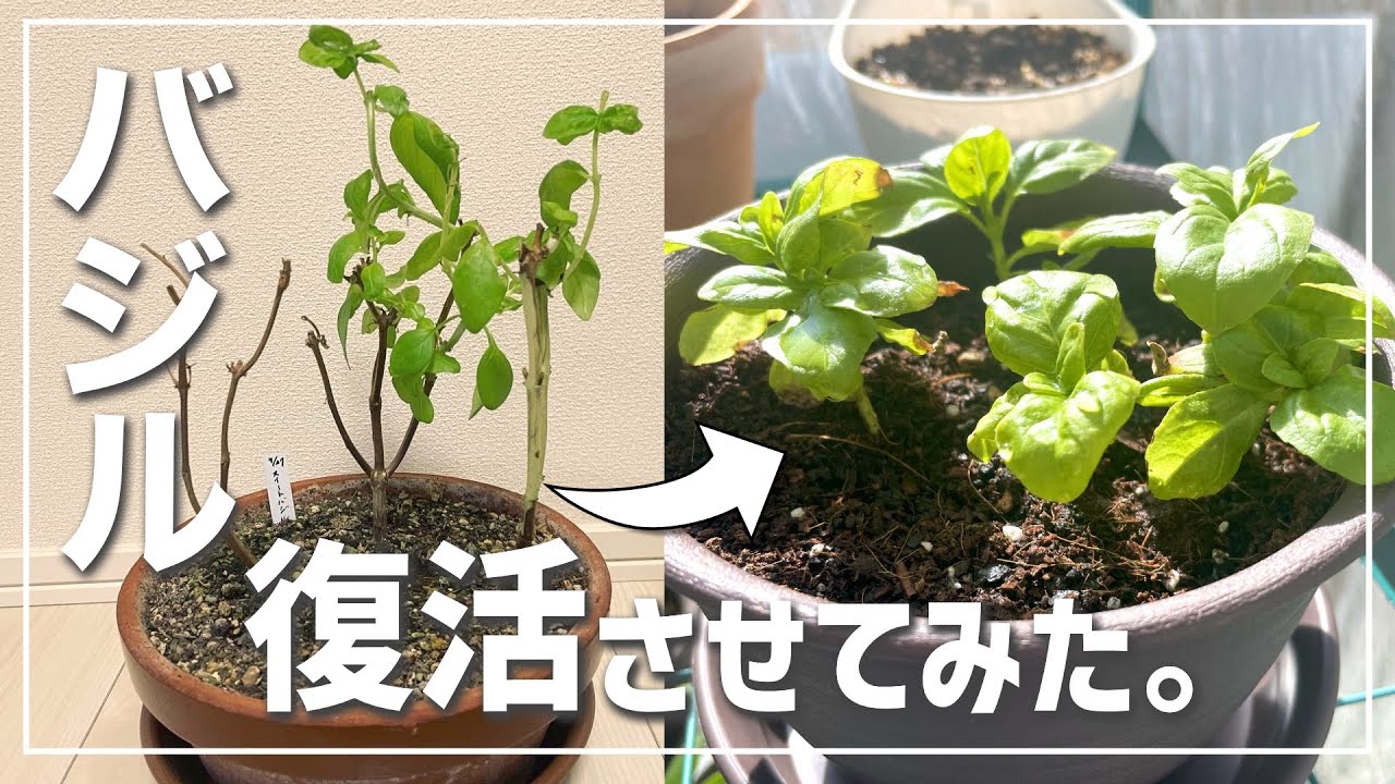 検証】1年半育てた枯れかけのバジルを復活させてみた！ 家庭菜園の