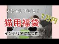 【超豪華！】１万円のおしゃれ過ぎる猫用福袋を開封！！　インテリアにもなじむ【総額25.000円以上！】【当たりすぎて笑いが止まらない】