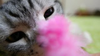 ピンクふわふわじゃらしで遊ぶ猫 FLYING CAT