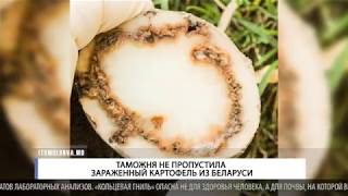 Таможня не пропустила зараженный картофель из Беларуси