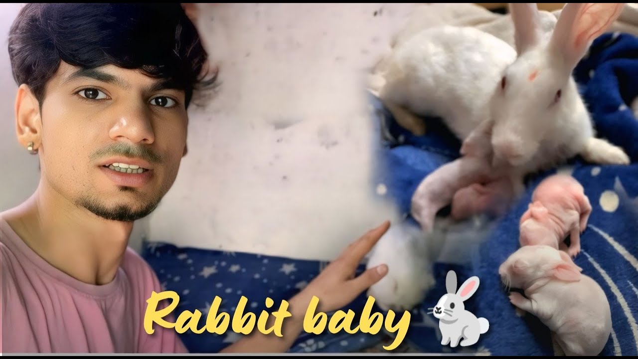 Rabbit baby 🐇😍 || aj hamre khargosh ke bache huye 😘 || Aman Kapoor vlog ...