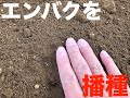 【家庭菜園】エンバクを播種しました【連作障害対策】