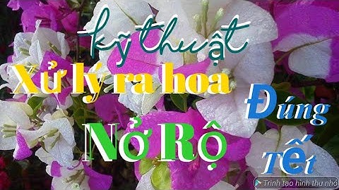 Cách xử lý ra hoa đúng Tết trên cây hoa giấy Ta ( giấy Việt Nam).