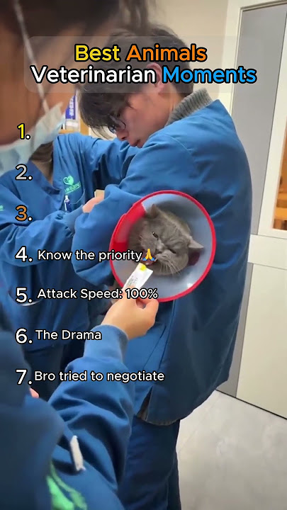 Best Animals Veterinarian Moments.. Try not to laugh pt. 2😂