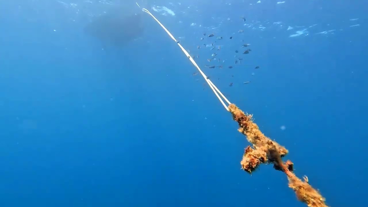 sugarelli  sulla gomena