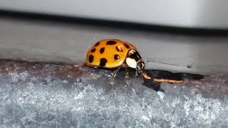 Ladybug drinking water