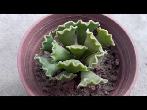 Adromischus Cristatus @viveropasionsuculenta6245