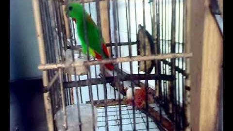 Serindit - Pemikat Matang