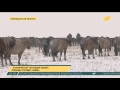 Знаменитый табунщик вывел лошадь породы «жәбе» в Павлодарской области