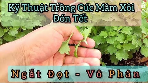 ngắt ngọn hoa cúc mâm xôi