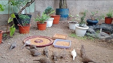 Aviary Burung perkutut depan rumah | koloni burung Anggungan