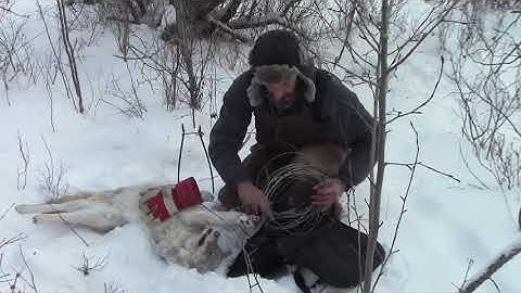 2019/20 COYOTE TRAPPING with Ram Power Snares... Ep. 7