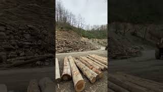 Mey Ferguson 285 S İle Tomruk Yükleme