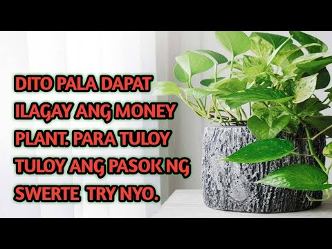 Video: Paano I-water Aloe? Gaano Kadalas Ka Dapat Tubig Sa Taglamig? Paano Maayos Na Tubig Ang Isang Bulaklak Sa Bahay?