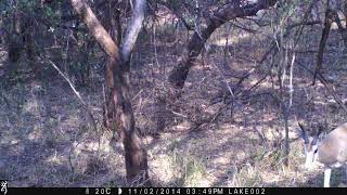 Springbok on Trail Cam