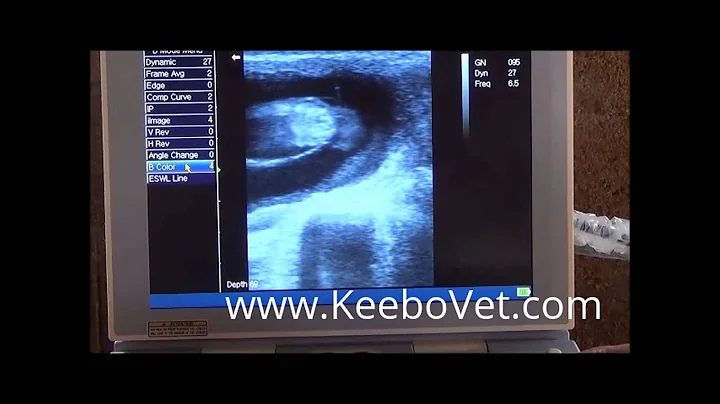 See Images Of What A Fetus Looks Like Of A Pregnant Cow Of 47 Days, Using Vet KX5600V Scanner
