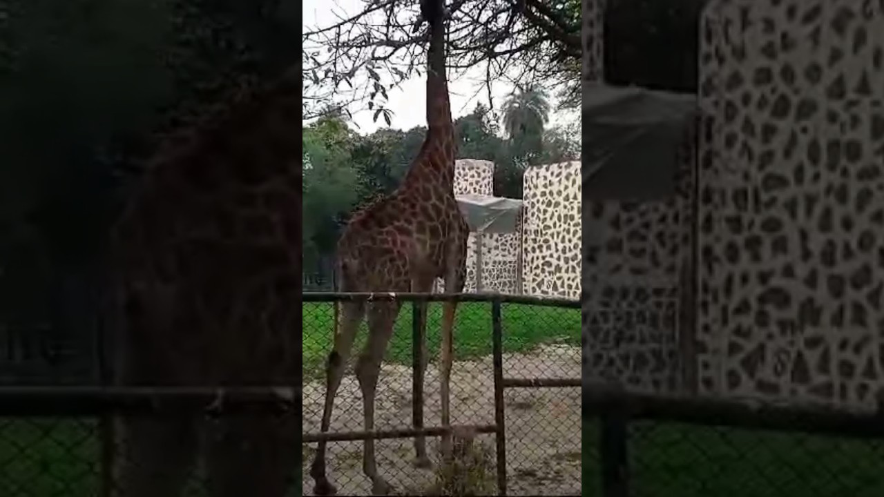 Zarafa ki height kitny hogi? 😮 